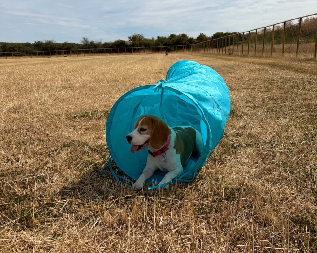 about hawkeridge dog field